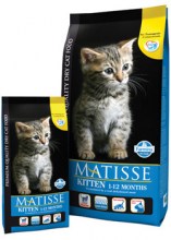 Matisse_Kitten___534cfc6802c87.jpg