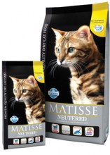 Matisse_Neutered_534d00021595a.jpg