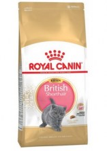 royalcaninbritishshorthairkittendry0001