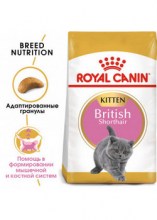 royalcaninbritishshorthairkittendry0002