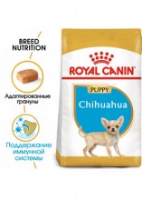 royalcaninchihuahuapuppydry0002