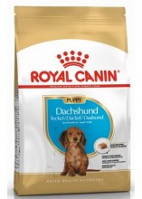 royalcanindachshundpuppydry0001