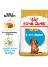 royalcanindachshundpuppydry0002