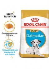 royalcanindalmatianpuppydry0002