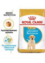 royalcaninlabradorretrieverpuppydry0002