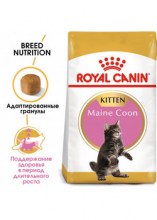 royalcaninmainecoonkittendry0002