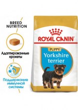 royalcaninyorkshirepuppydry0002